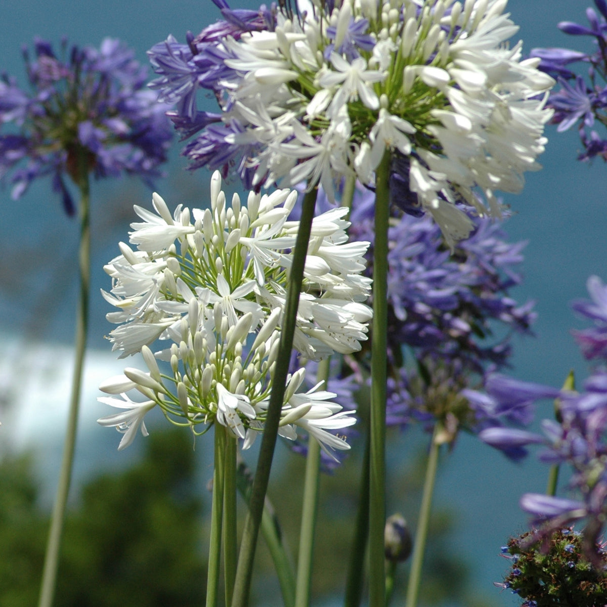 Gaura lindheimeri whirling butterflies , agapanthus umbellatus - Collection de 7 plantes vivaces pour jardins et pots - Packs de plantes pour terrasses et balcons