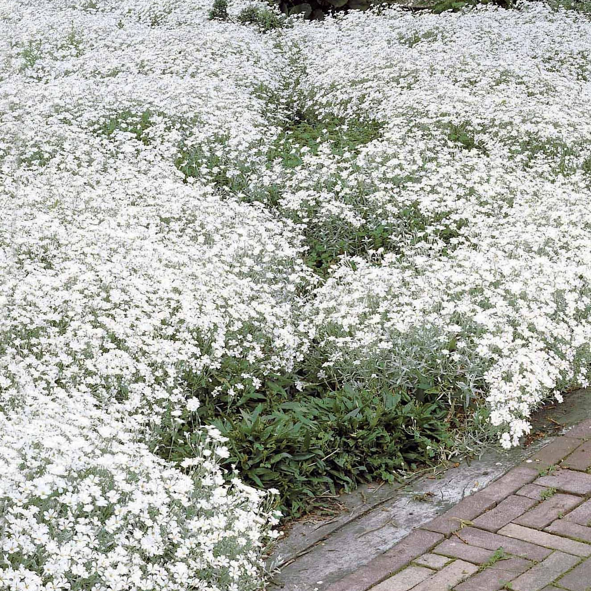 Collection de 9 plantes vivaces à fleurs blanches - Packs de plantes pour terrasses et balcons - Bakker