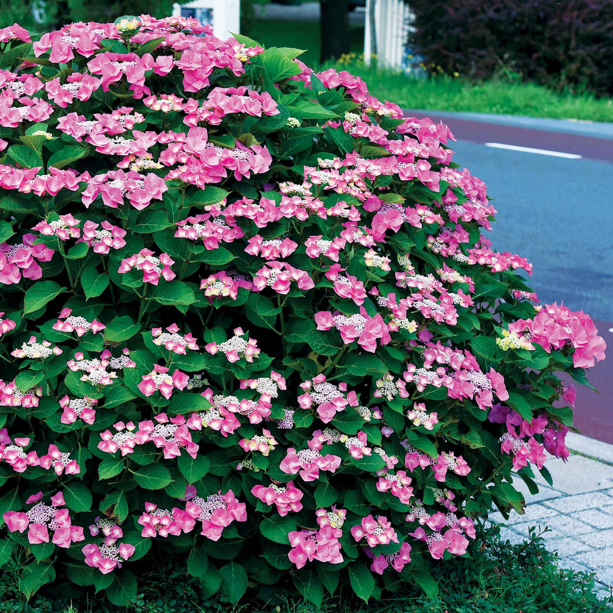 Vente Collection d'Hortensias pour massifs et haies fleuris - 3 arbustes - Hydrangea macrophylla
