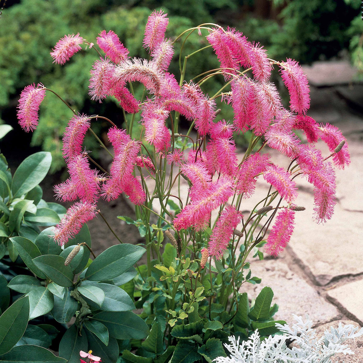 Vente Collection de Pimprenelles et de Veroniques - Sanguisorba obtusa, Veronicastrum virginicum Cupid