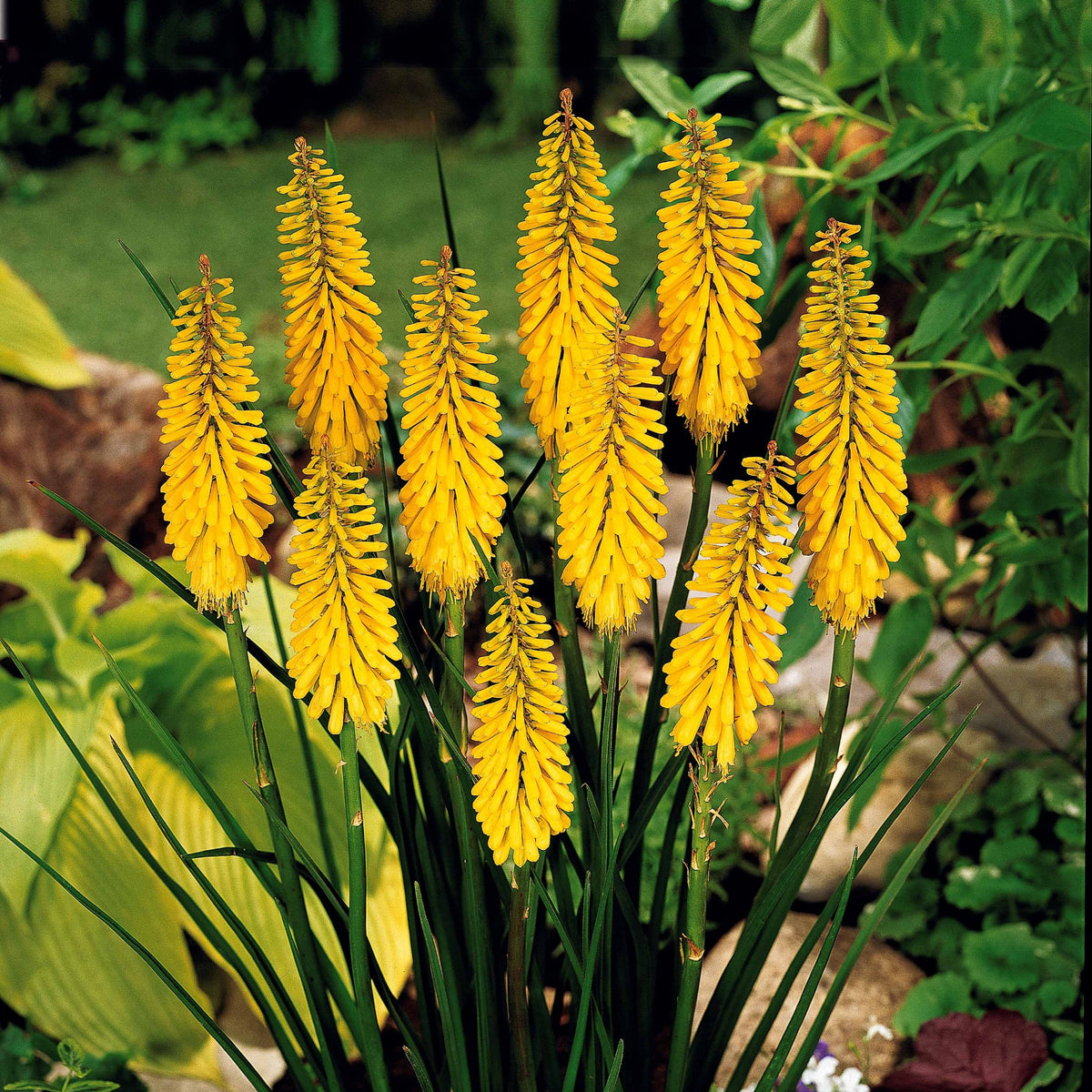 Delphinium Sky Blue, Kniphofia Sunningdale Gold - Collection de delphiniums et tritomas - Plantes à fleurs