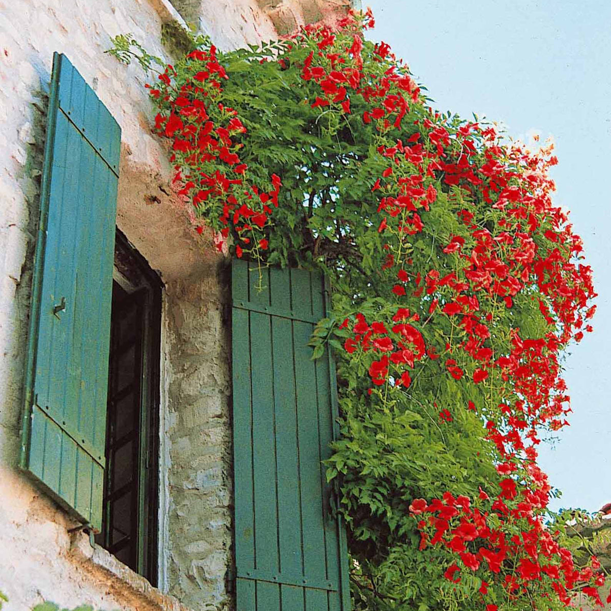 Collection de Bignone et Chèvrefeuille - Campsis radicans stromboli, lonicera periclymenum - Bakker