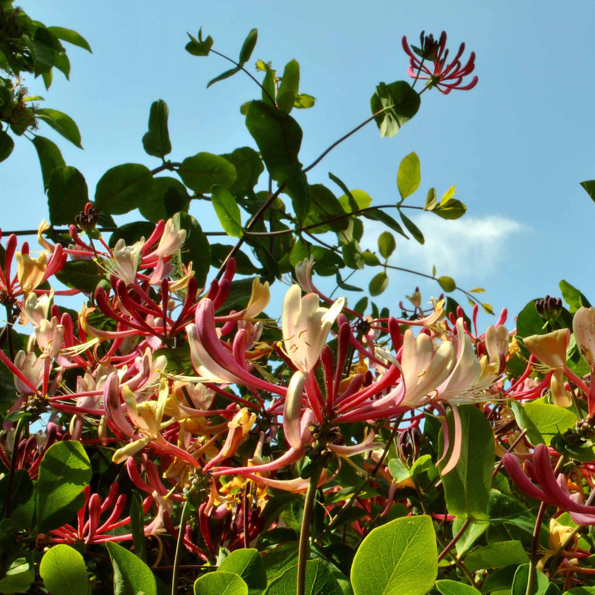 Campsis radicans stromboli, lonicera periclymenum - Collection de Bignone et Chèvrefeuille - Plantes grimpantes