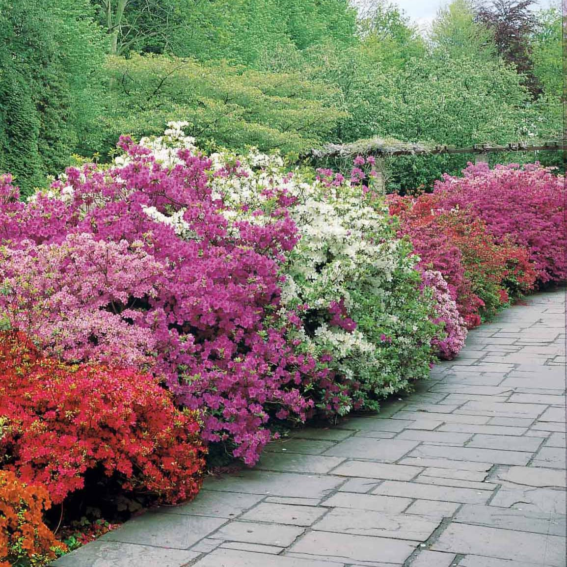 Collection de 3 Azalées du Japon : rouge, rose, violette - Azalea japonica - Bakker