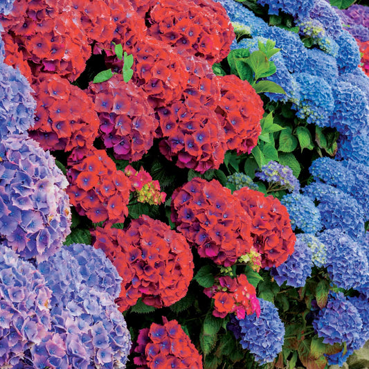Collection de 4 Hortensias rouges et bleus - Bakker