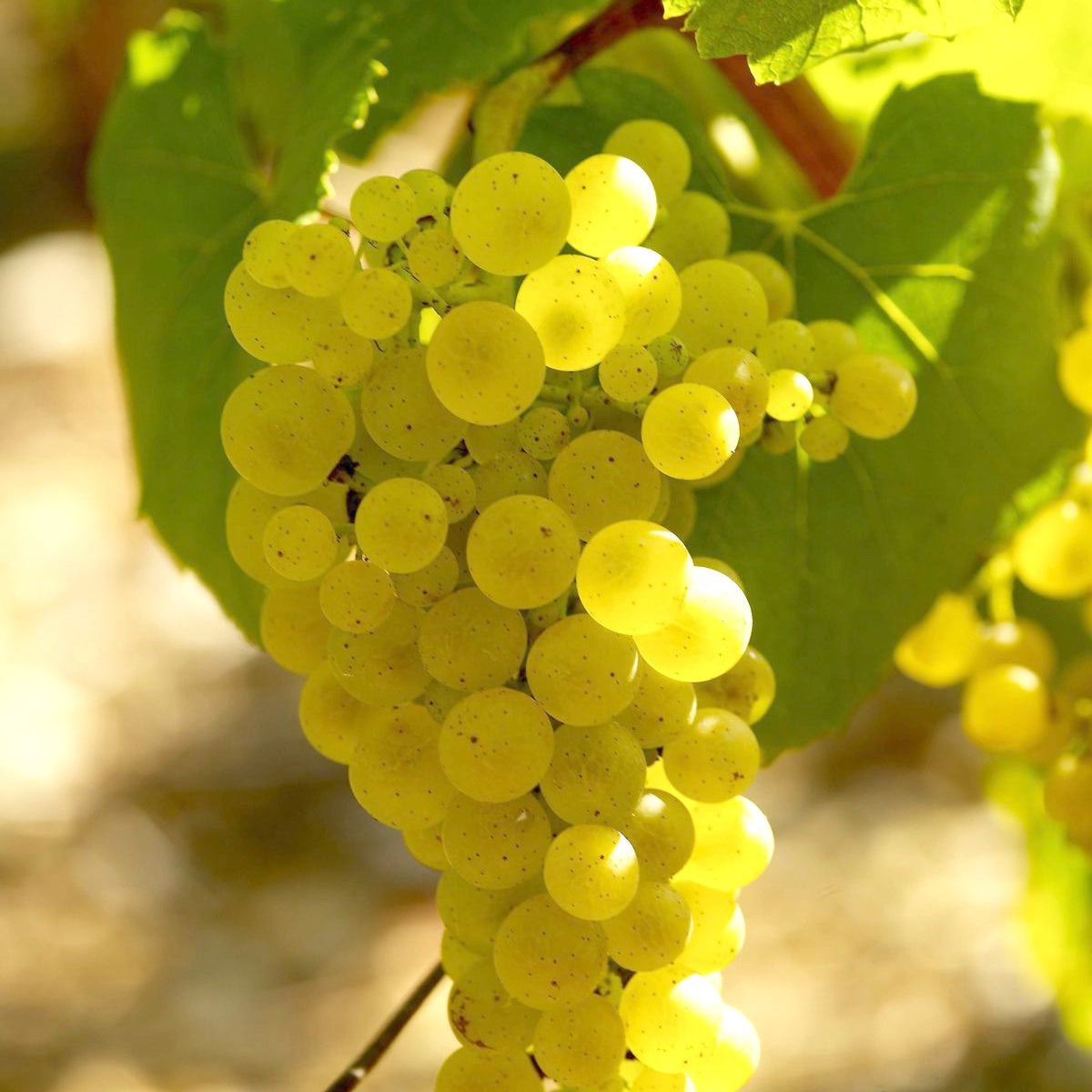 Collection Viticoles : Vitis Vinifera, Pinot Merlot, Chardonnay - Vitis vinifera Pinot, Merlot, Chardonnay - Bakker