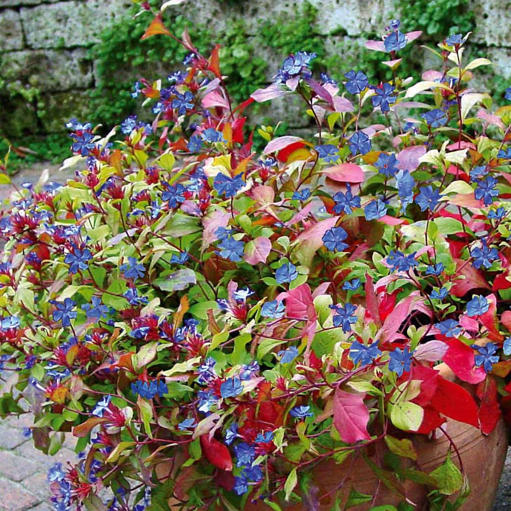 Vivaces fleuries - Cerastostigma - Dentelaire bleue - Ceratostigma plumbaginoides