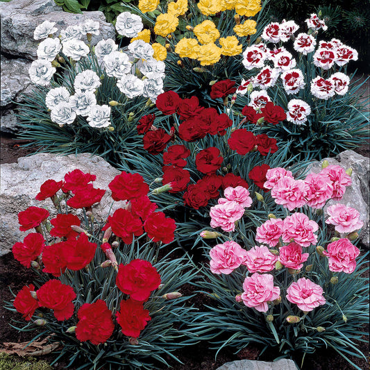6 Oeillets en mélange - Bakker