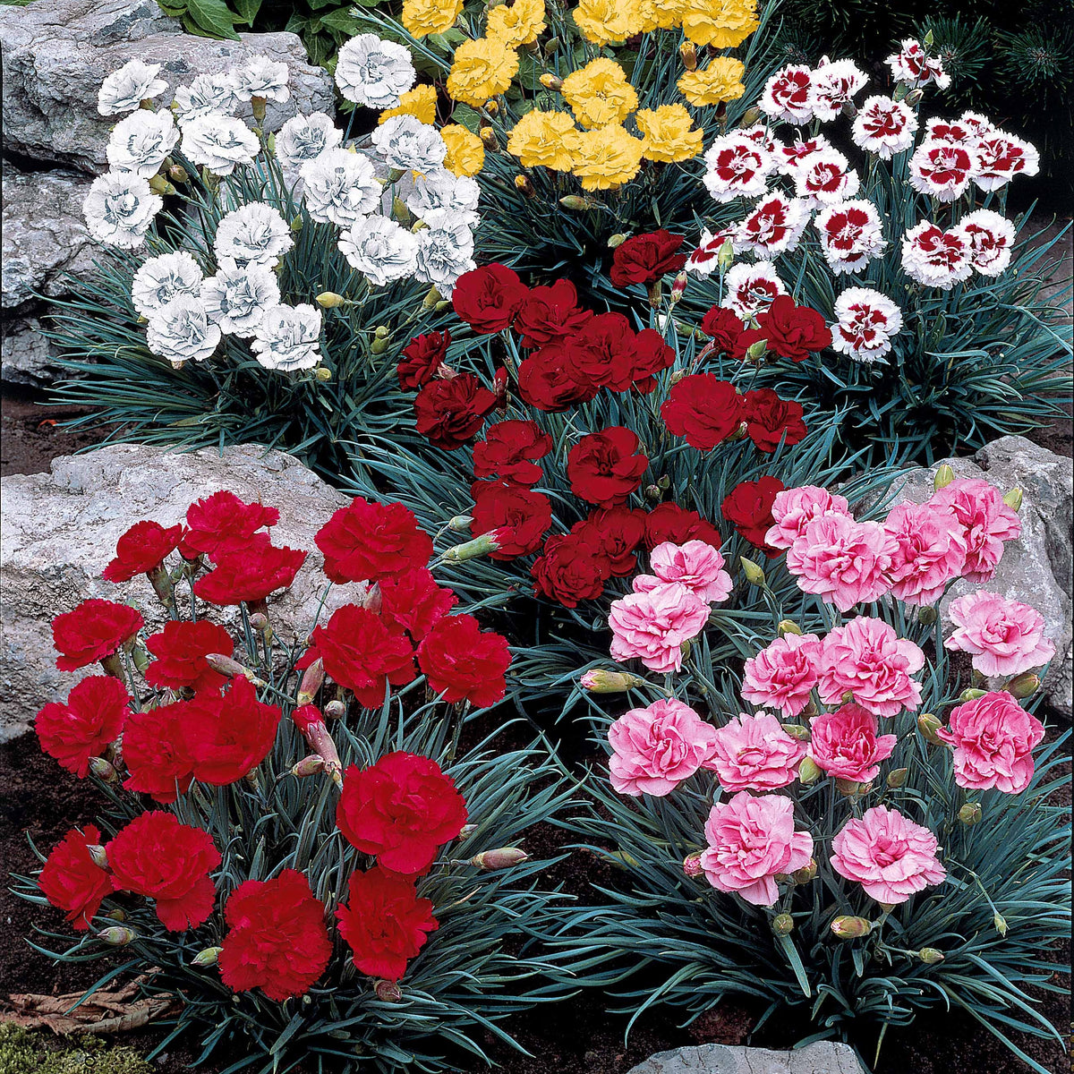6 Oeillets en mélange - Bakker
