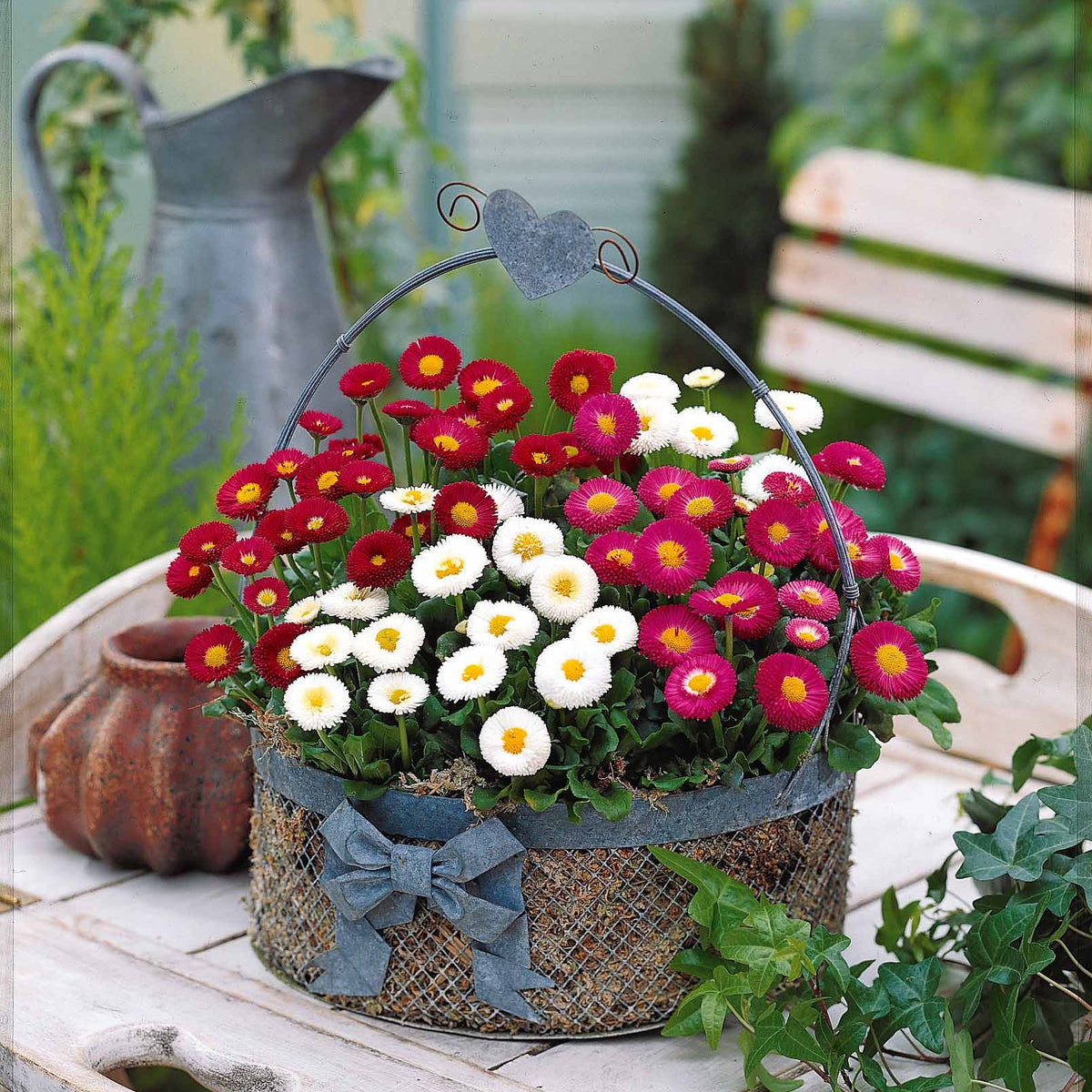 Vente 2 Pâquerettes en mélange - Bellis perennis