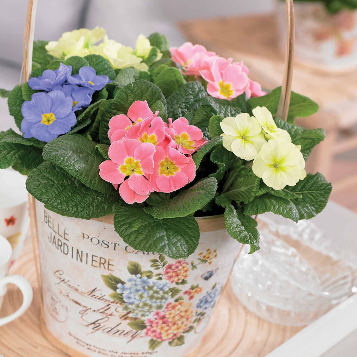 3 Primevères pastel en mélange - Bakker