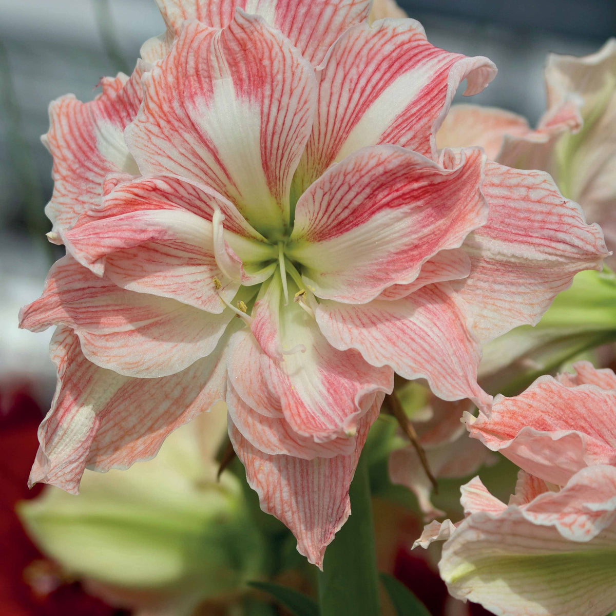 Collection d'Amaryllis rose et blanche - Amaryllis Happy Nymph, White Nymph - Bakker