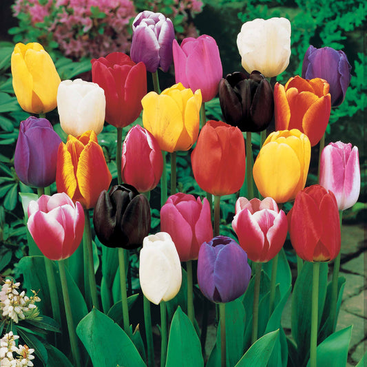 50 Tulipes à longues tiges en mélange - Bakker