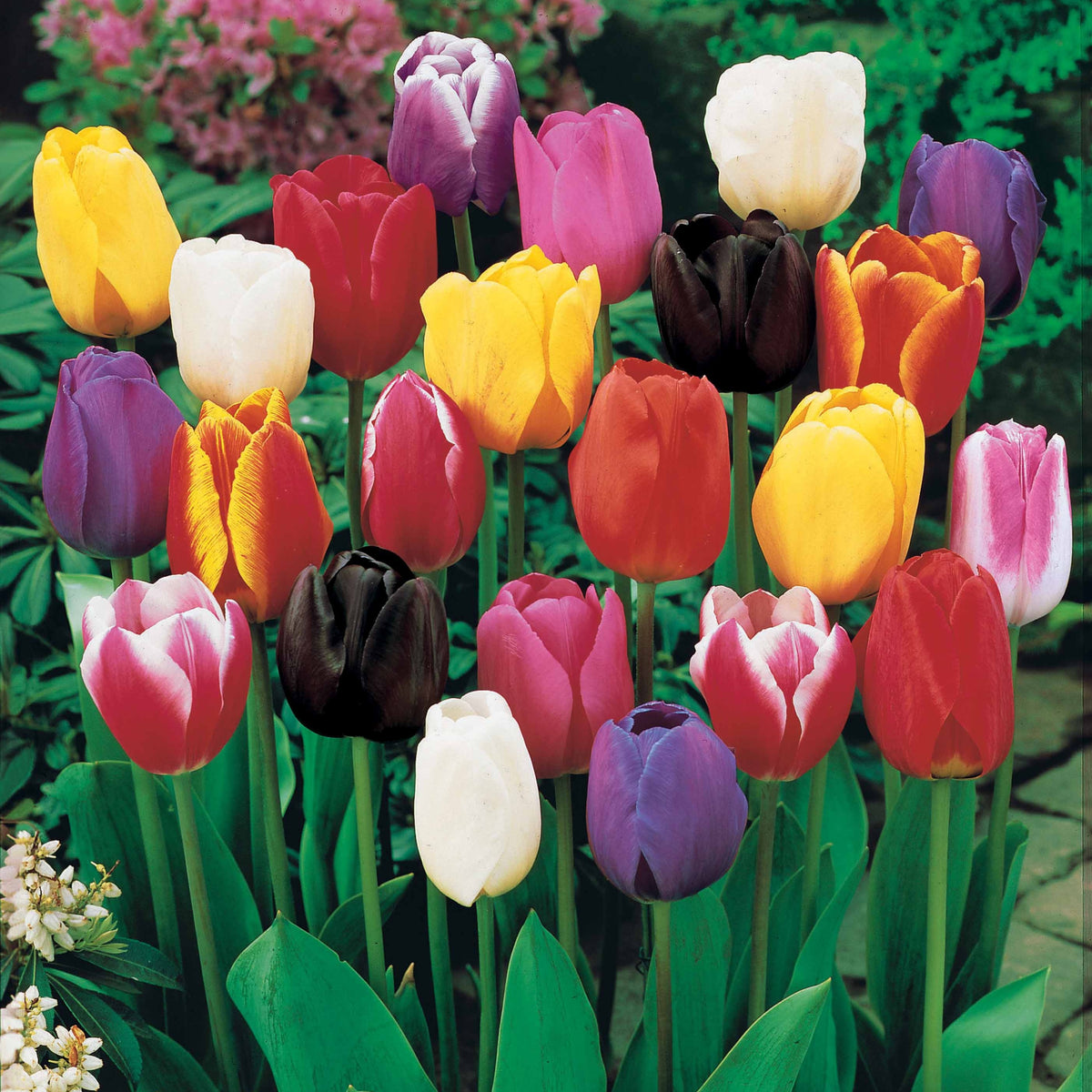 50 Tulipes à longues tiges en mélange - Bakker