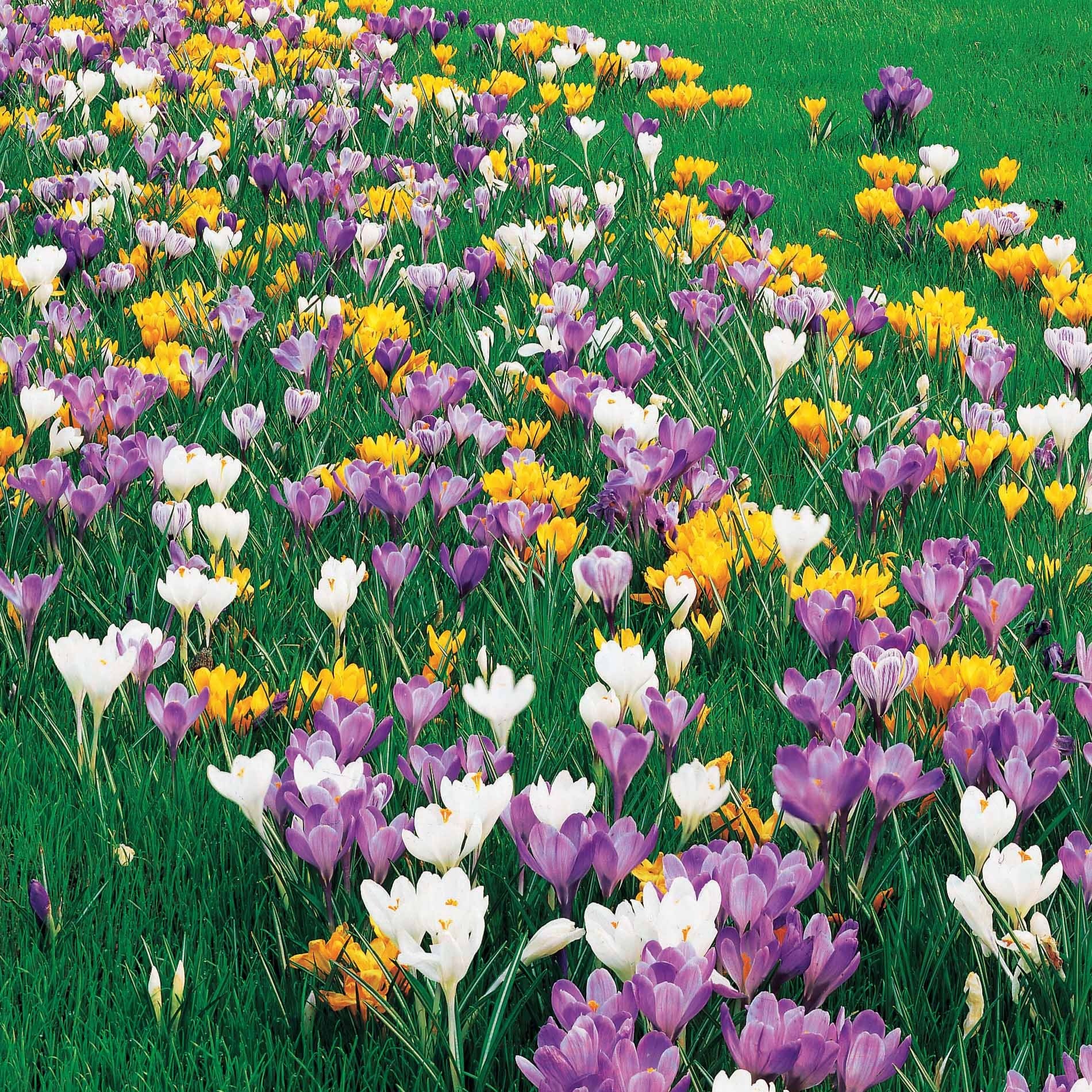 100 Crocus à grosses fleurs en mélange - Crocus vernus - Bakker