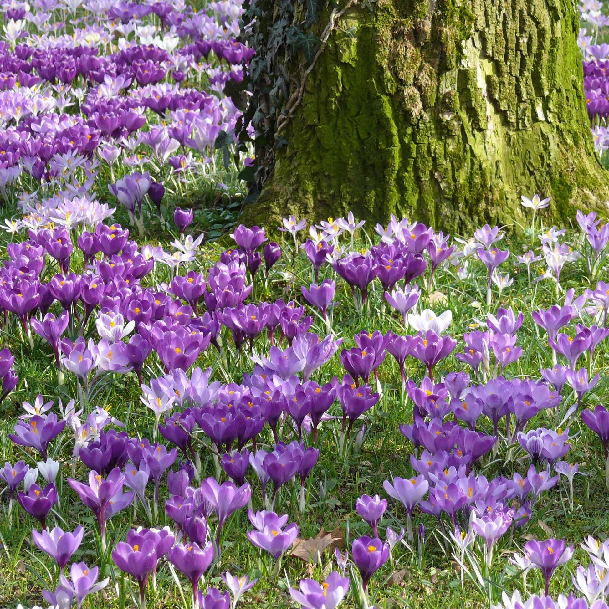 Bulbes de Crocus - 100 Crocus à grosses fleurs en mélange - Crocus vernus