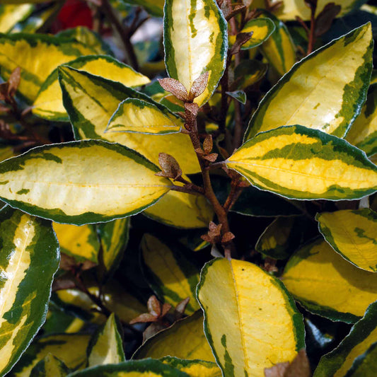 Eleagnus Eleador - Bakker