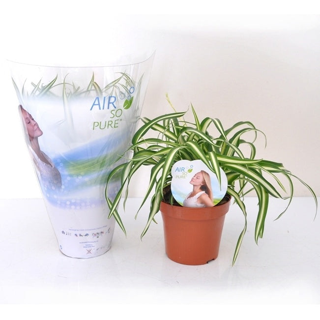 Chlorophytum comosum atlantic - Chlorophytum Atlantic + cache pot blanc 14 cm. - Plantes d'intérieur avec cache-pot