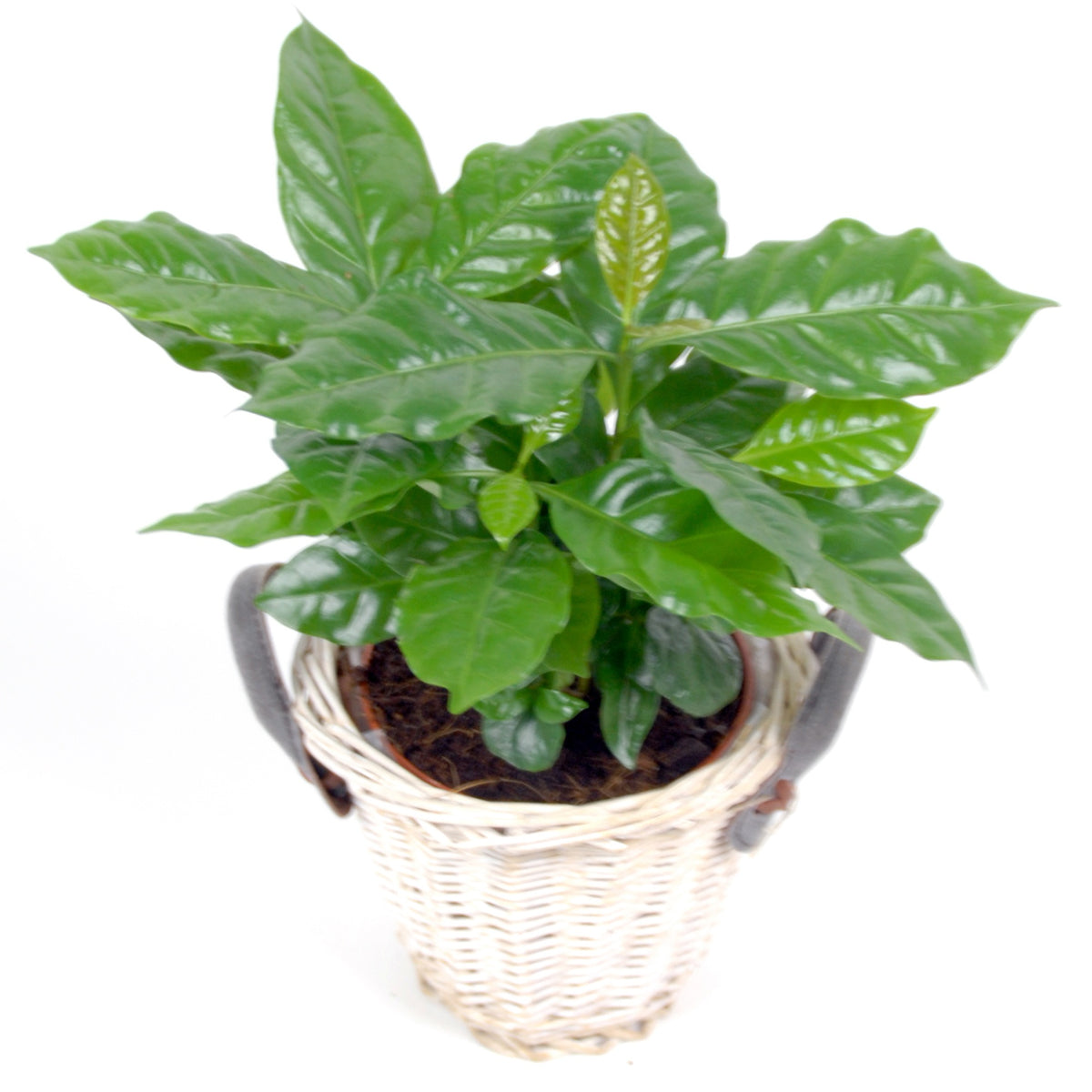 Cafeier + cache pot blanc 14 cm. - Coffea arabica - Bakker