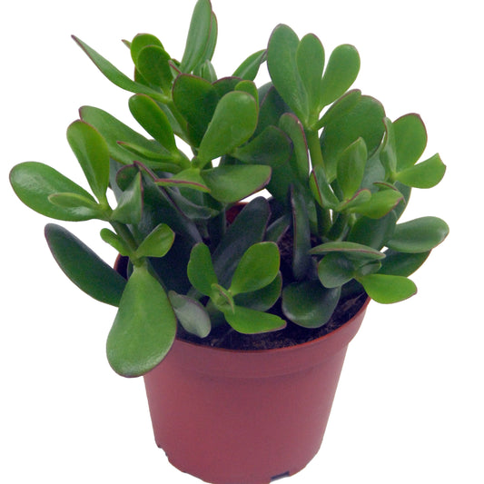 Crassula ovata argentea + cache pot blanc 14 cm - Bakker