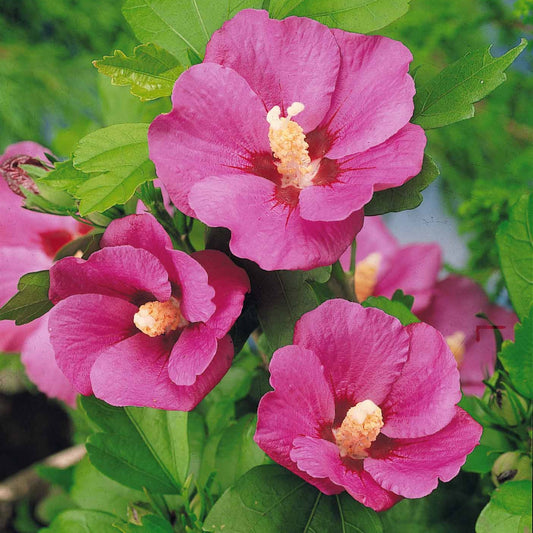 Hibiscus de jardin sur tige - Bakker.com | France