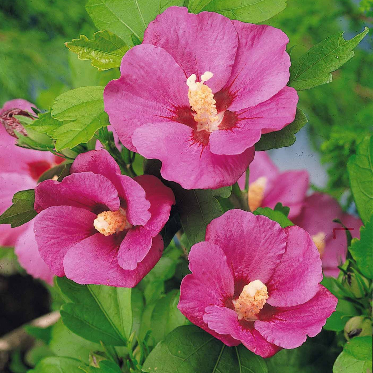 Hibiscus de jardin sur tige - Hibiscus syriacus - Bakker
