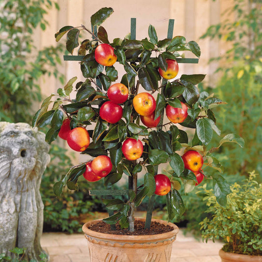 Mini-pommier Gala - Bakker