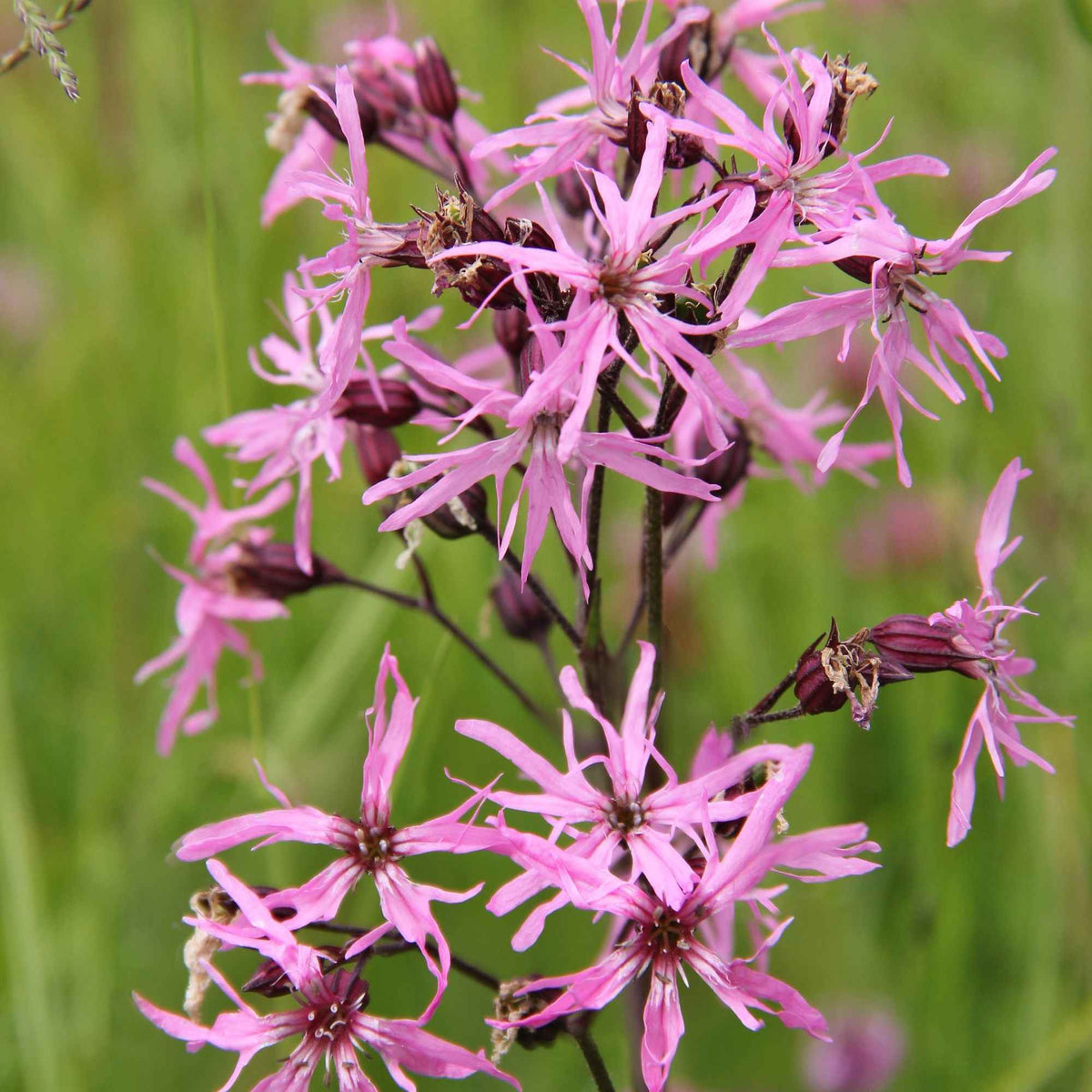 Lychnis fleur de coucou - Bakker