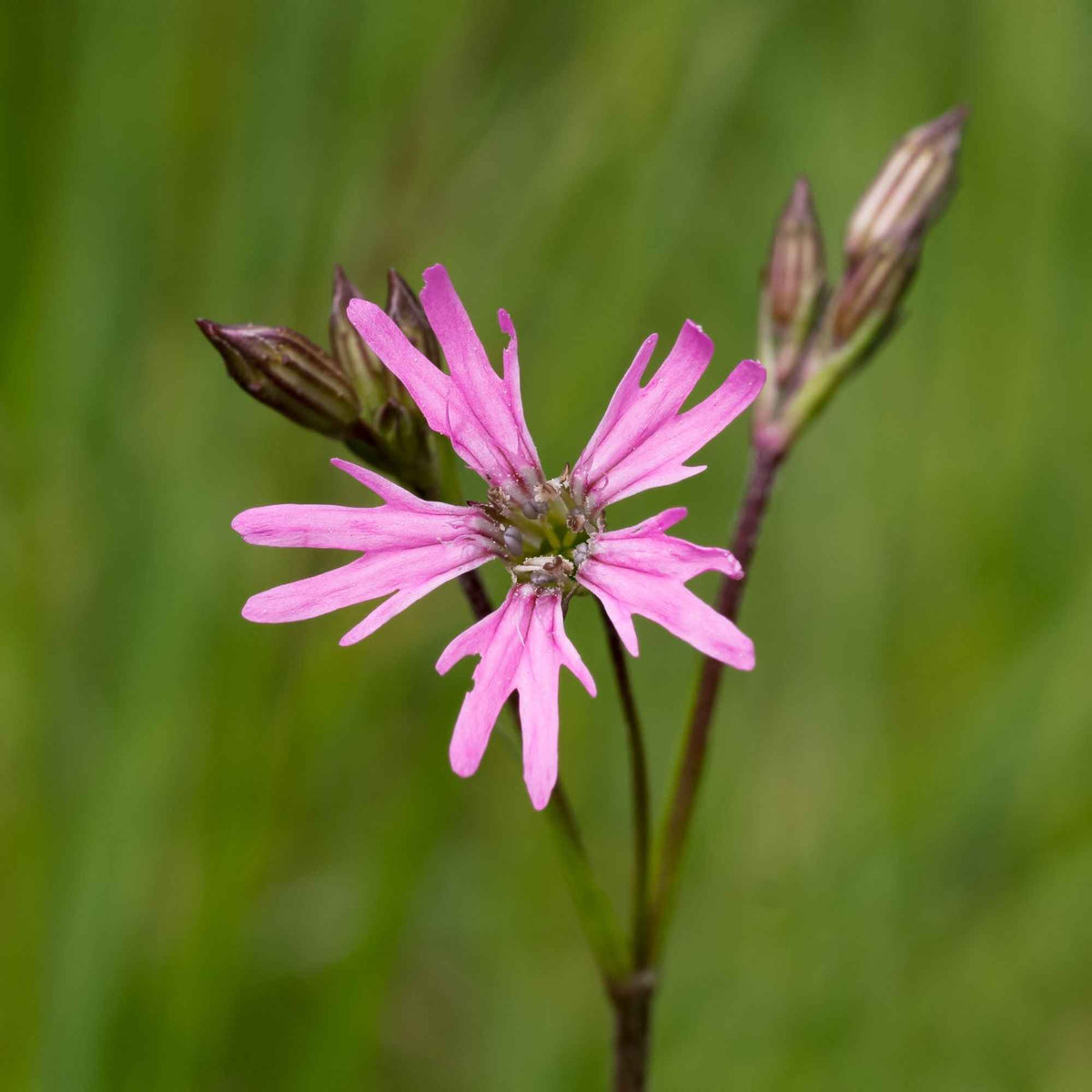 Lychnis fleur de coucou - Lychnis flos-cuculi - Bakker