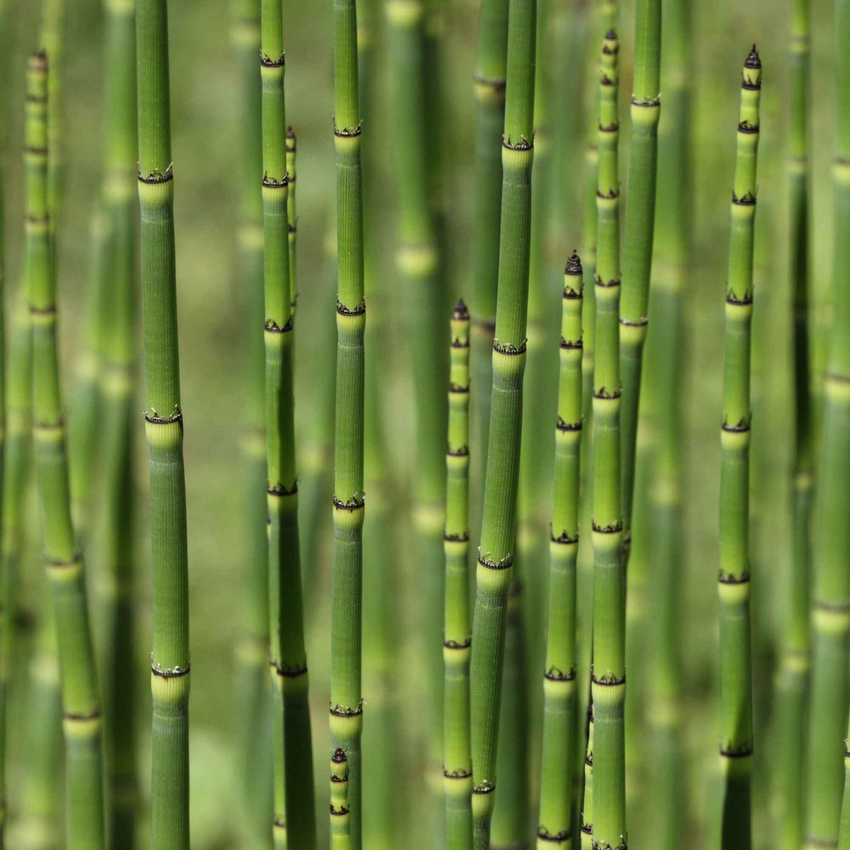 Prêle du Japon - Equisetum japonicum - Bakker