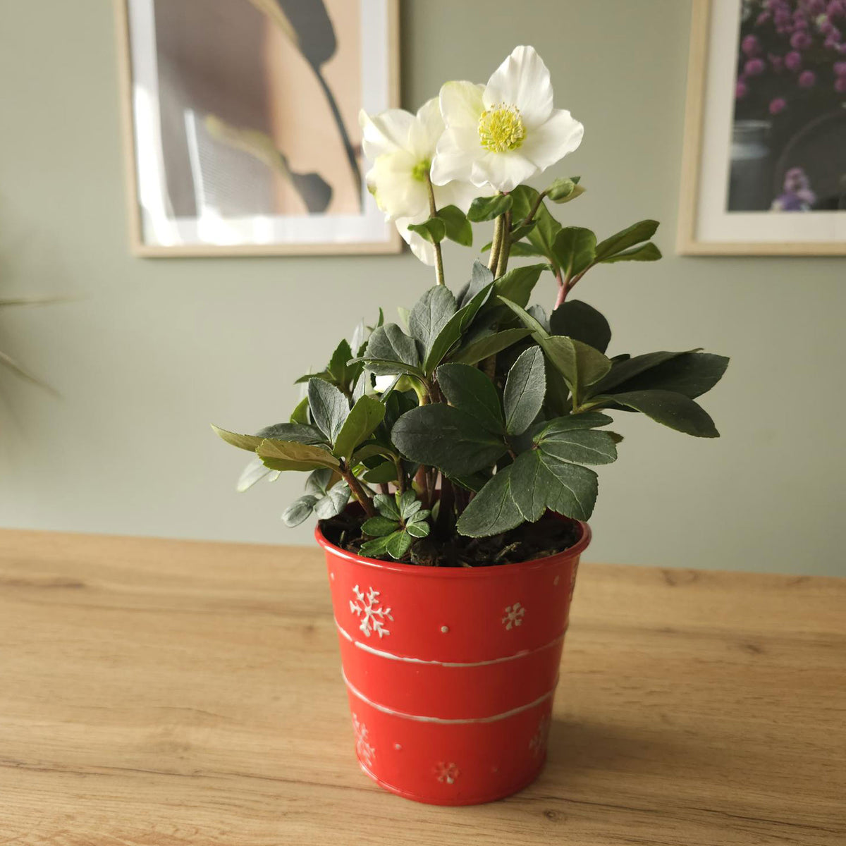 Helleborus niger Christmas Carol - Héllébore de Noel et son pot de Noël - Plantes d'intérieur