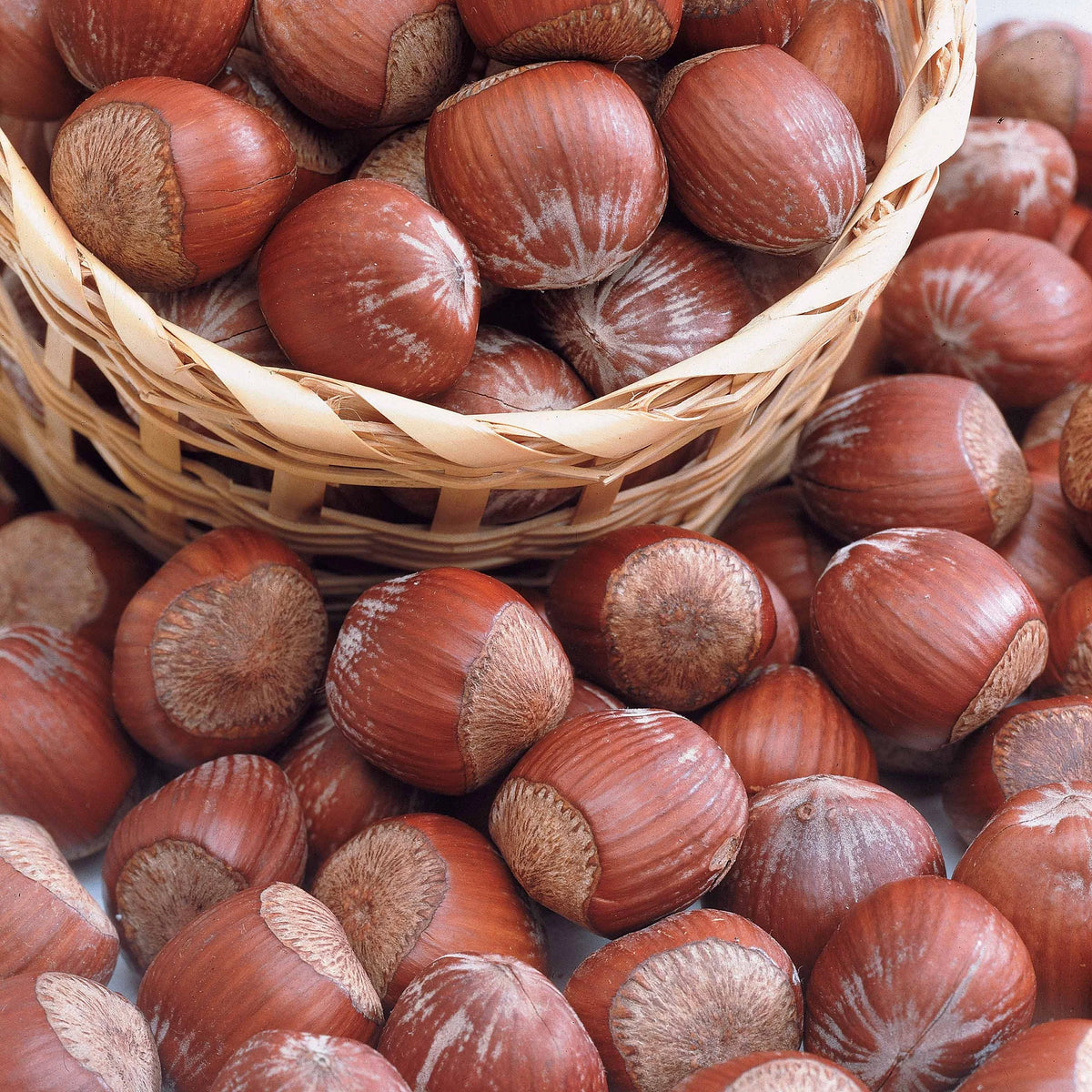 Noisetier pourpre Rote Zellernuss - Bakker