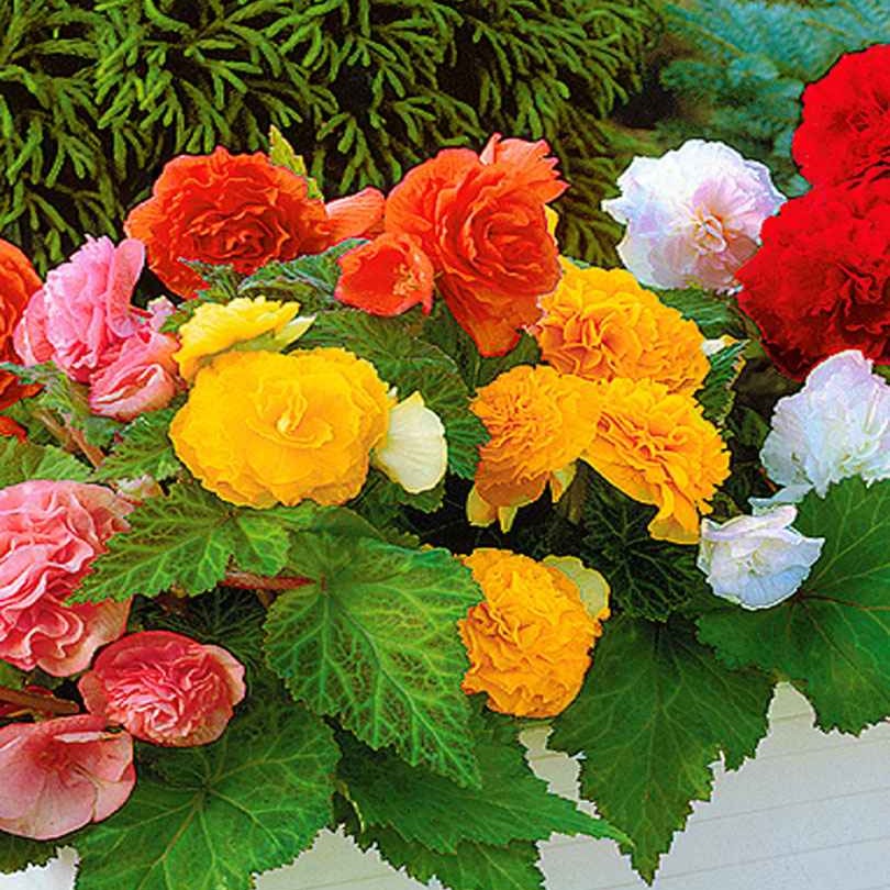 6 Bégonias multiflora Non Stop en mélange - Begonia multiflora non stop - Bakker