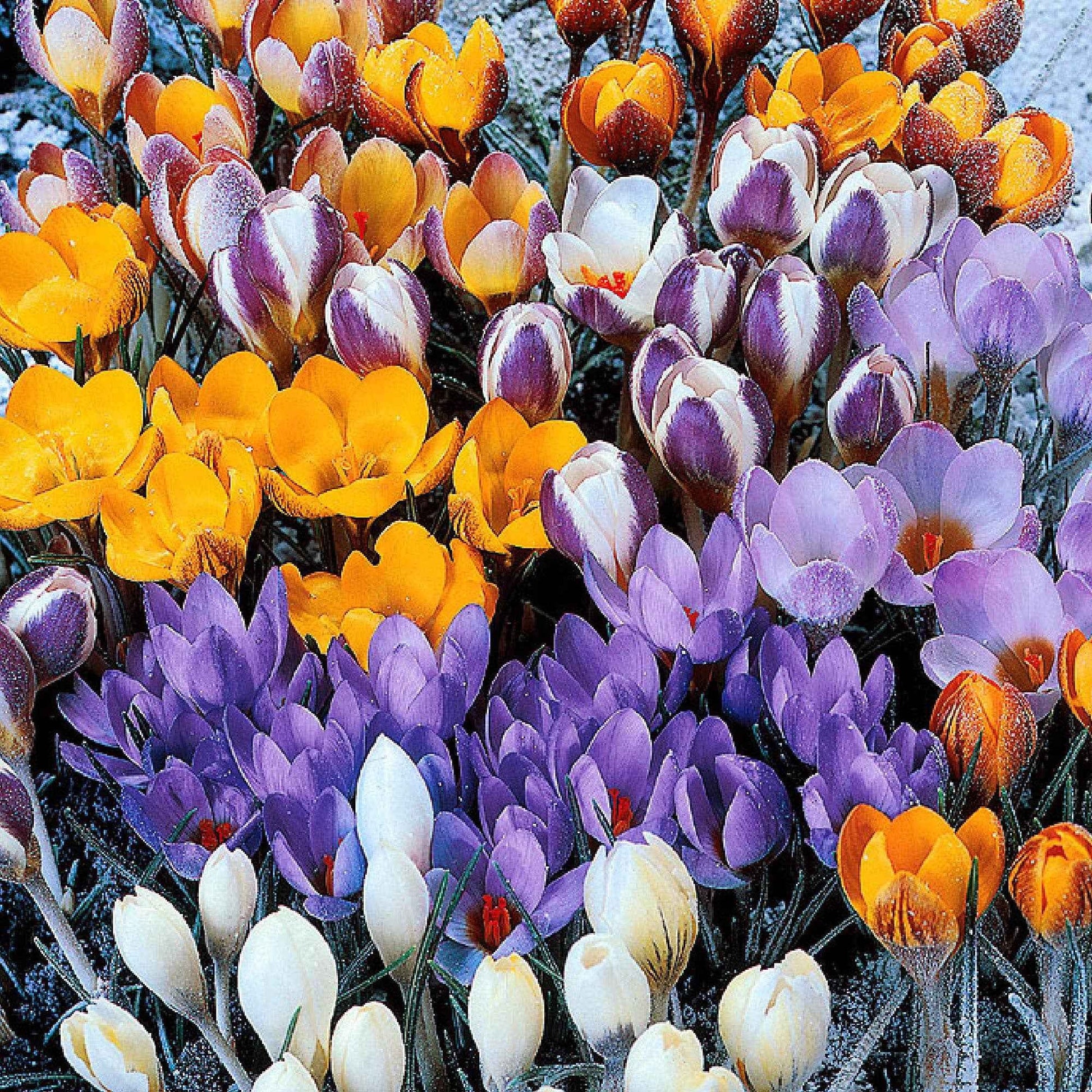 50 Crocus botaniques en mélange - Bakker