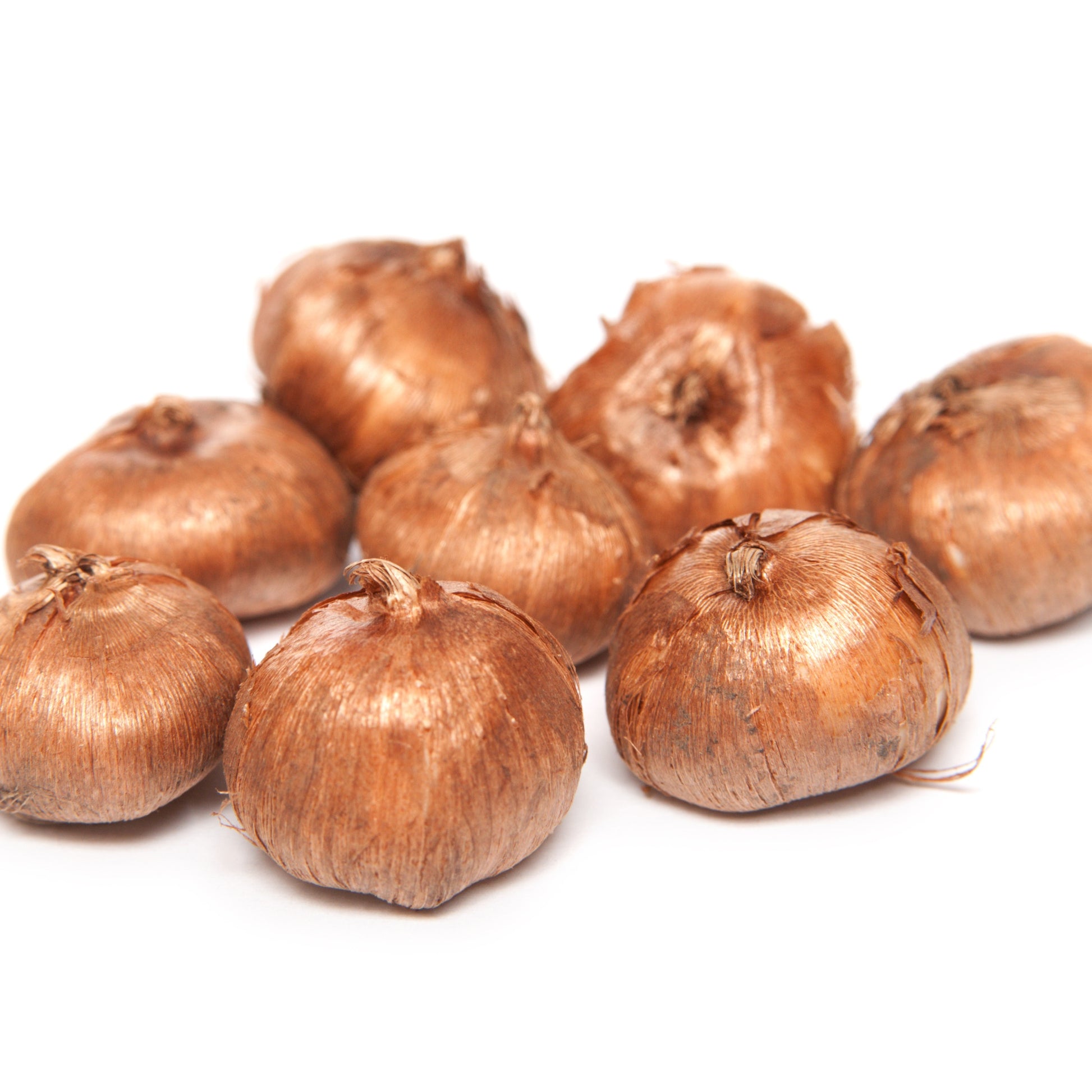 50 Crocus botaniques en mélange - Crocus chrysanthus - Bakker