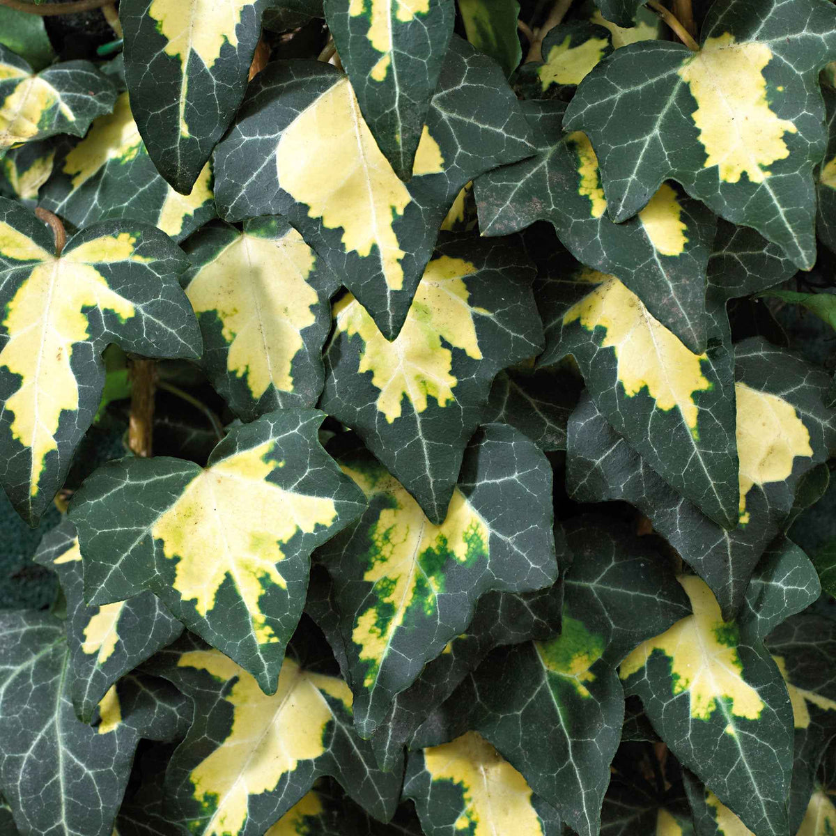 Lierre commun Goldheart - Hedera helix Goldheart - Bakker