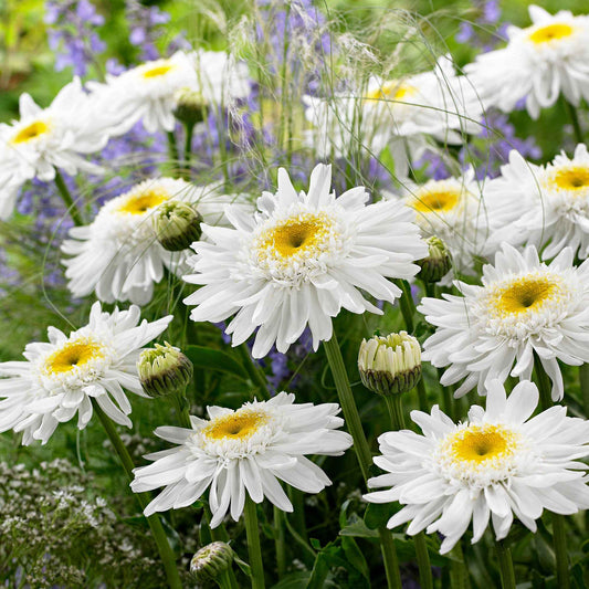 Marguerite 'Wirral Supreme' - Bakker