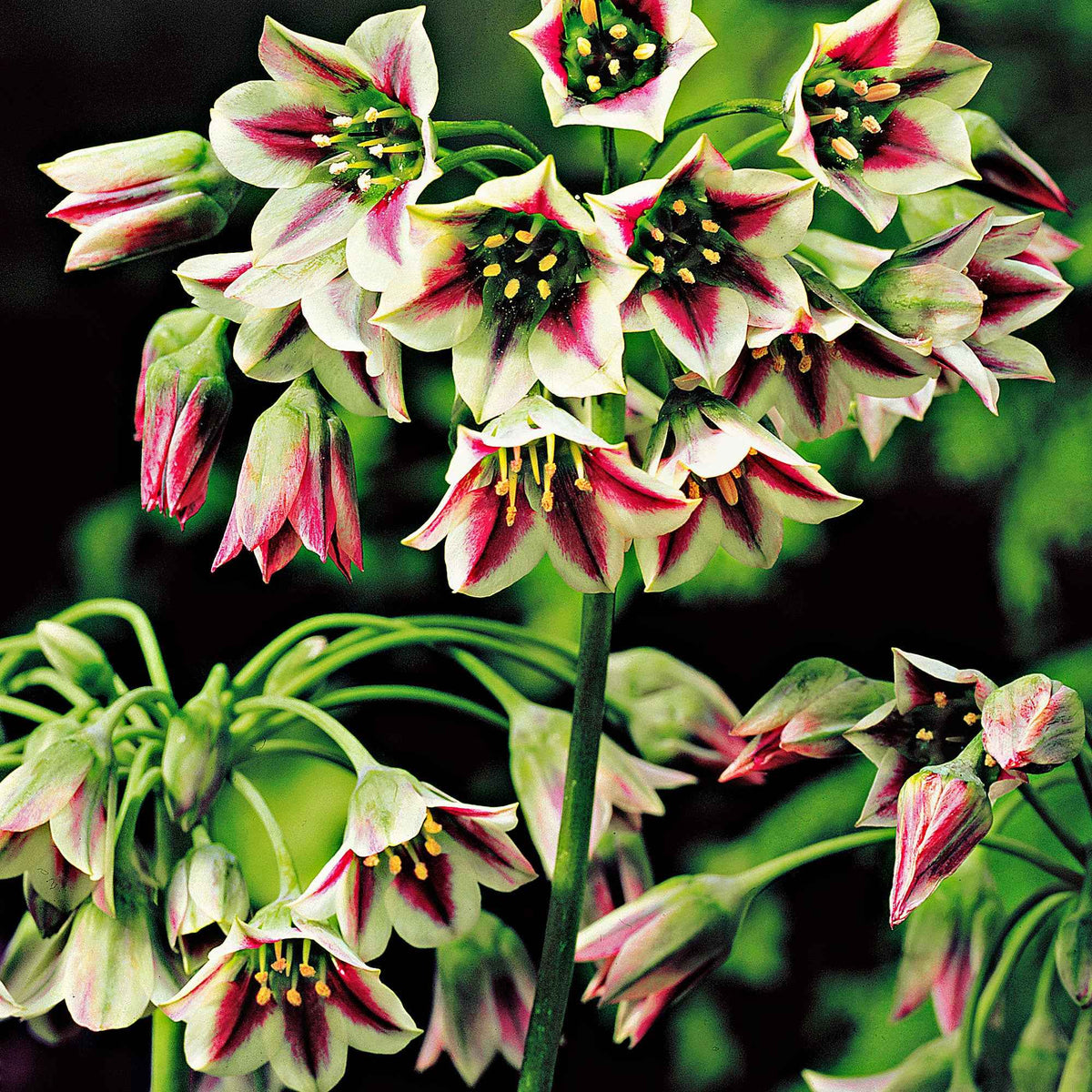 15 Alliums de Bulgarie - Allium bulgaricum - Bakker