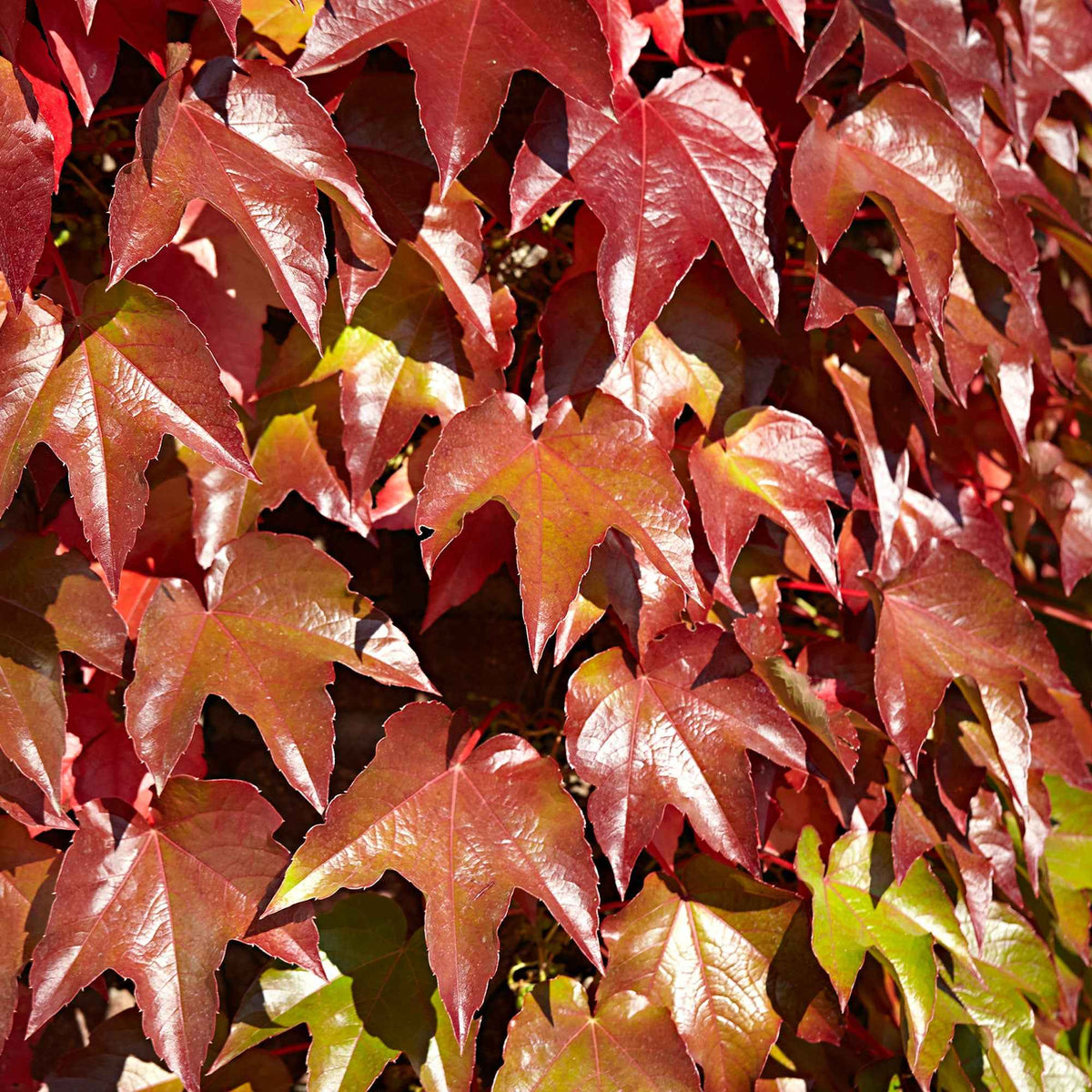 Vigne vierge - Parthenocissus tricuspidata Veitchii - Bakker