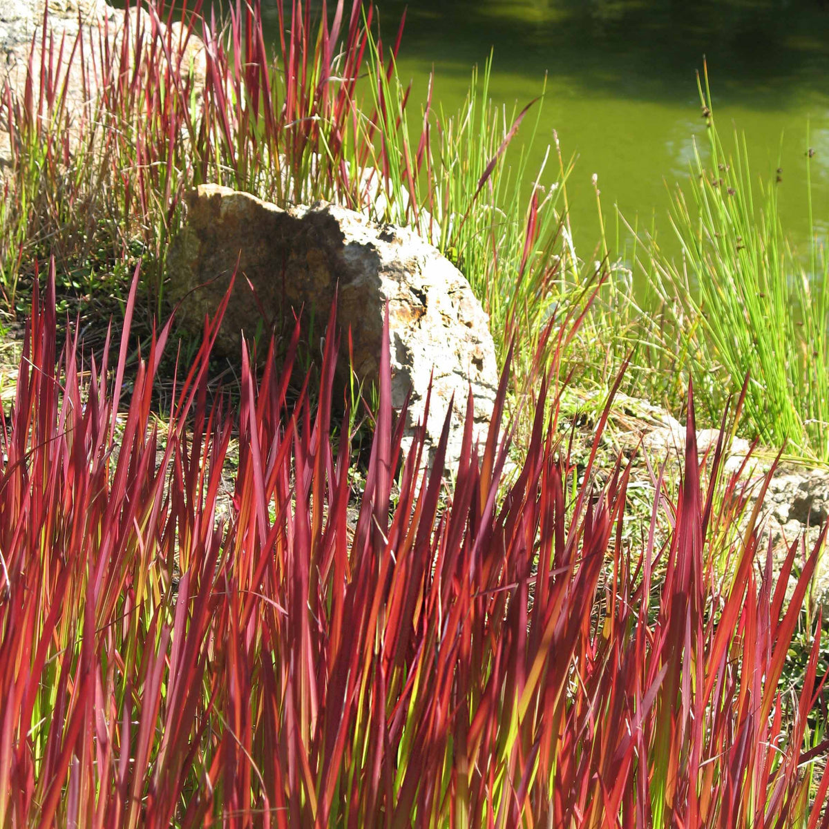 Imperata cylindrica Red Baron - Imperatas Red Baron - Graminées