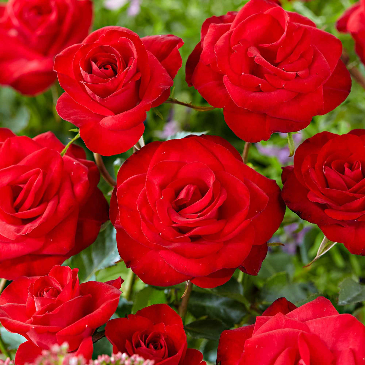 Rosier grimpant 'Santana' - Bakker