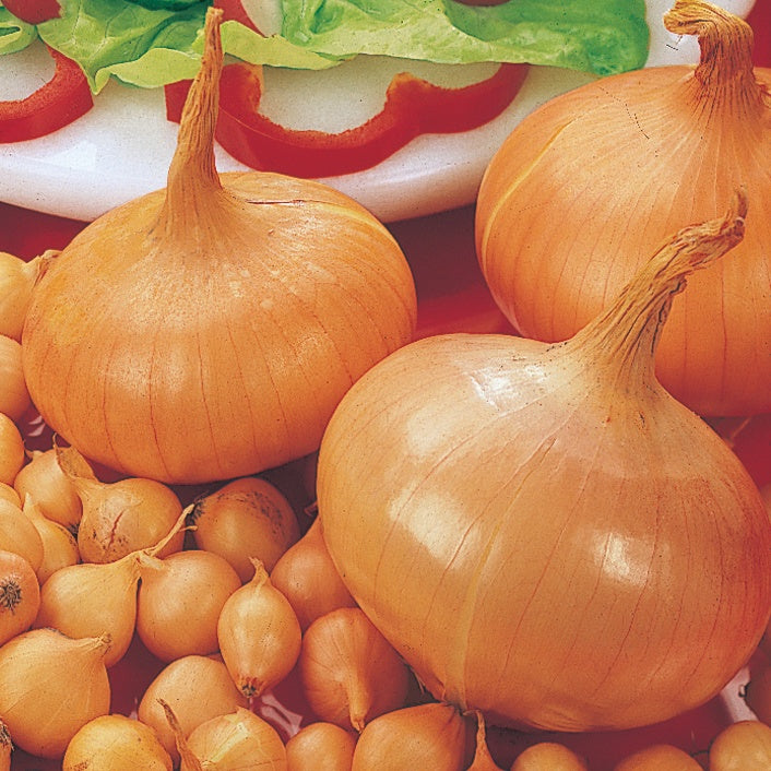 Oignon 'Stuttgarter Riesen' - Allium cepa stuttgarter riesen - Bakker