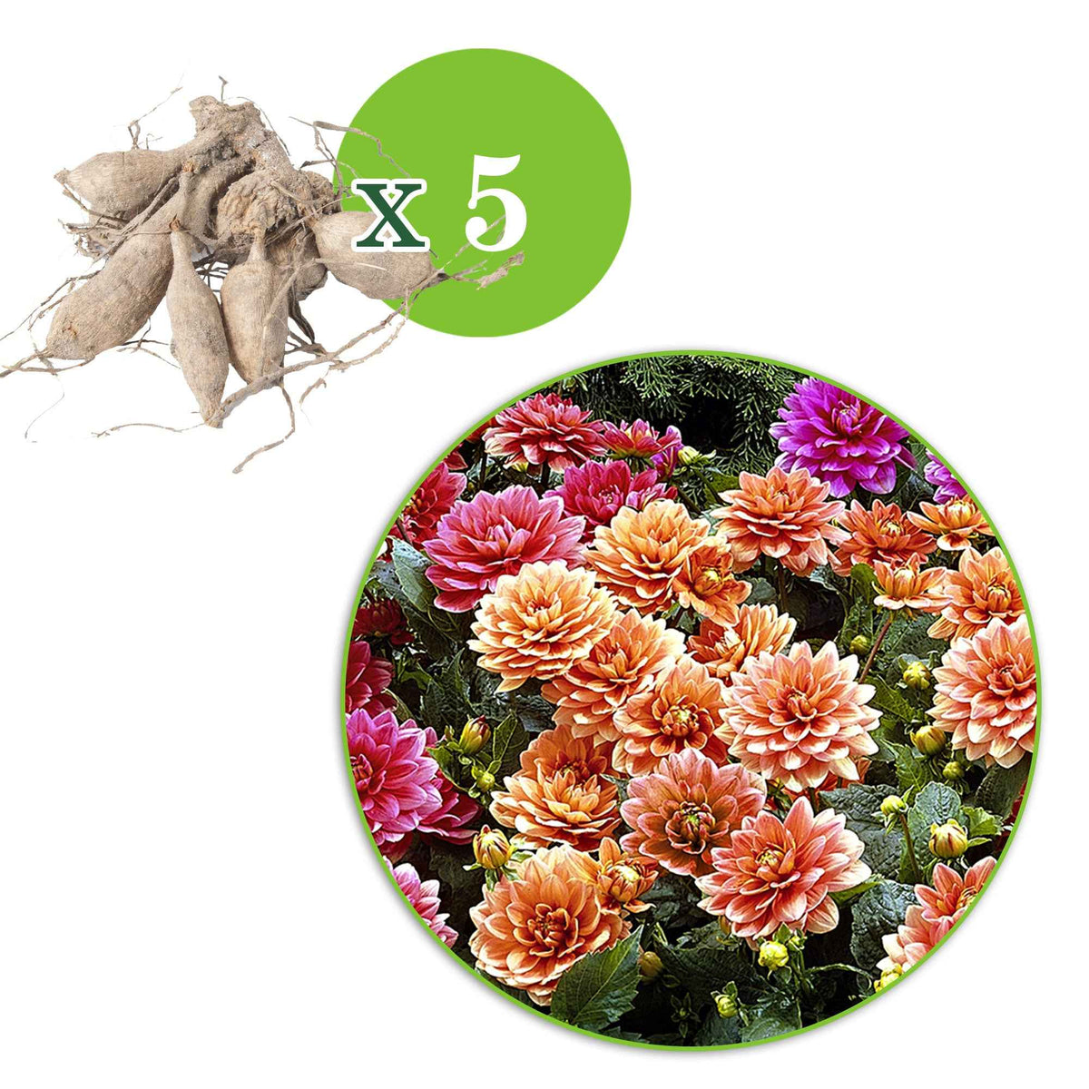 Vente Dahlia nain décoratif en mélange - Dahlia berliner kleene, bluesette, margareth kleen