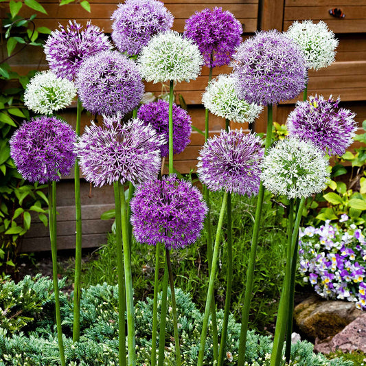 10 Alliums d'ornements en mélange - Bakker