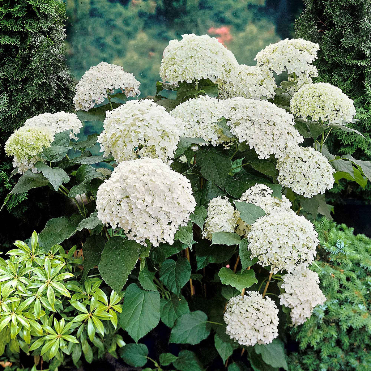 Hydrangea arborescens Annabelle - Hortensia 'Annabelle' - Hortensia