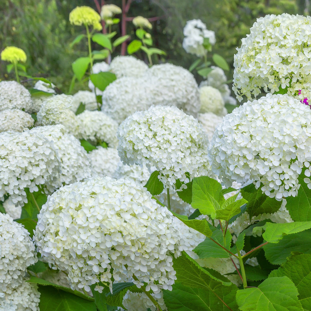 Hortensia - Hortensia 'Annabelle' - Hydrangea arborescens Annabelle