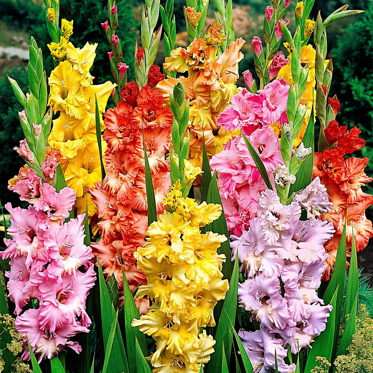 25 Glaïeuls frisés en mélange - Gladiolus - Bakker