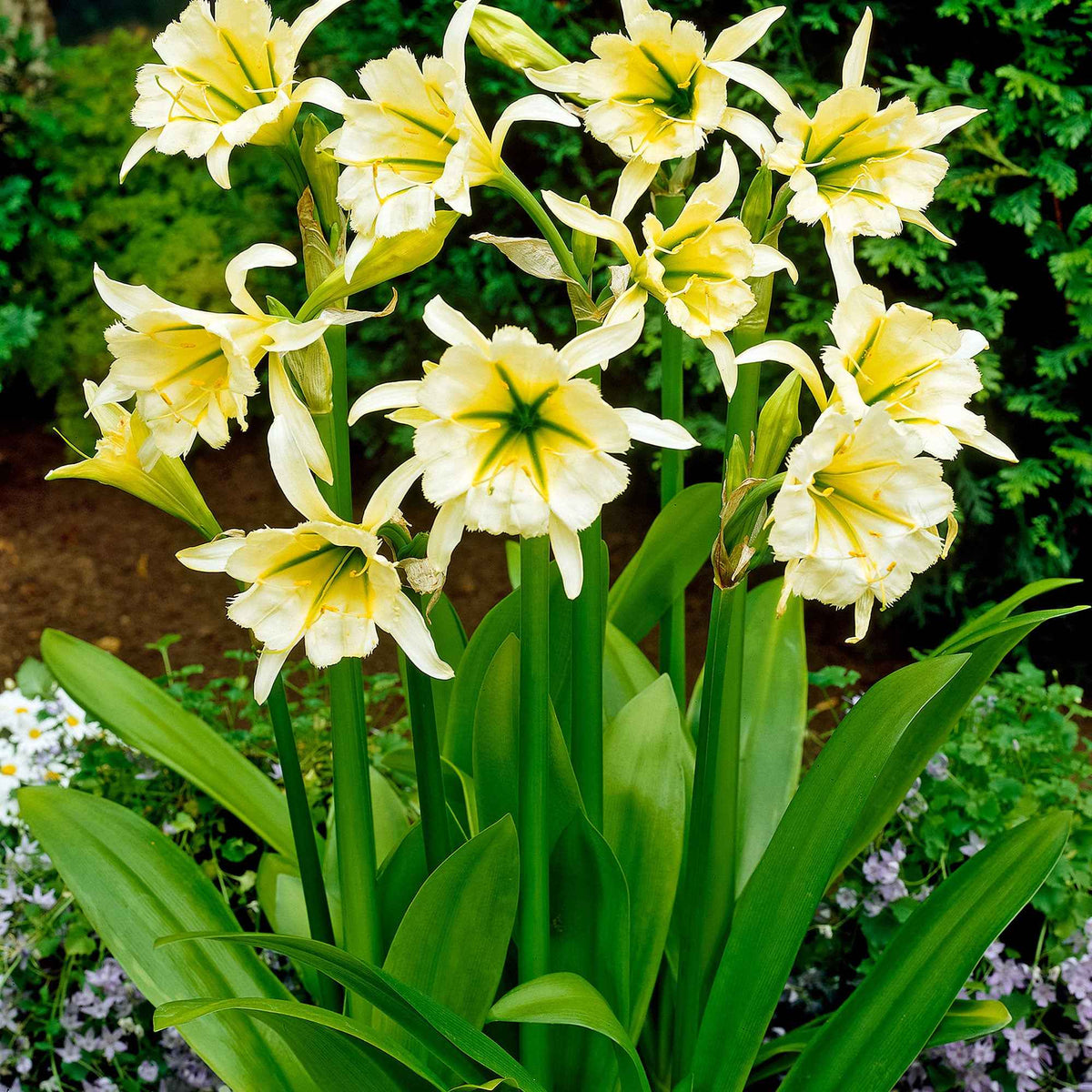 Hymenocallis festalis sulphur queen - 2 Ismènes Reine d'or - Bulbes d'été