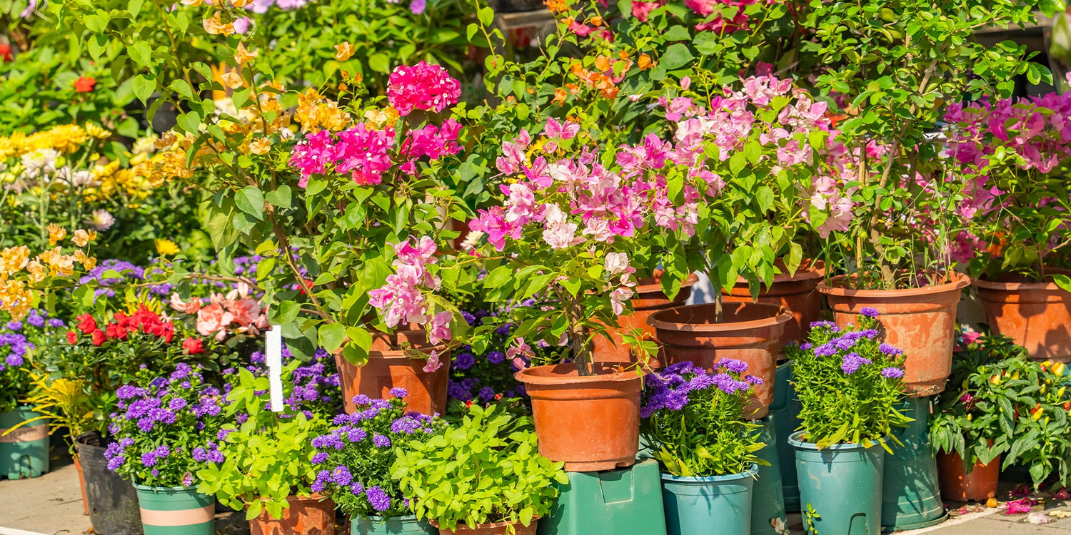 Nos collections pour un beau jardin réussi !