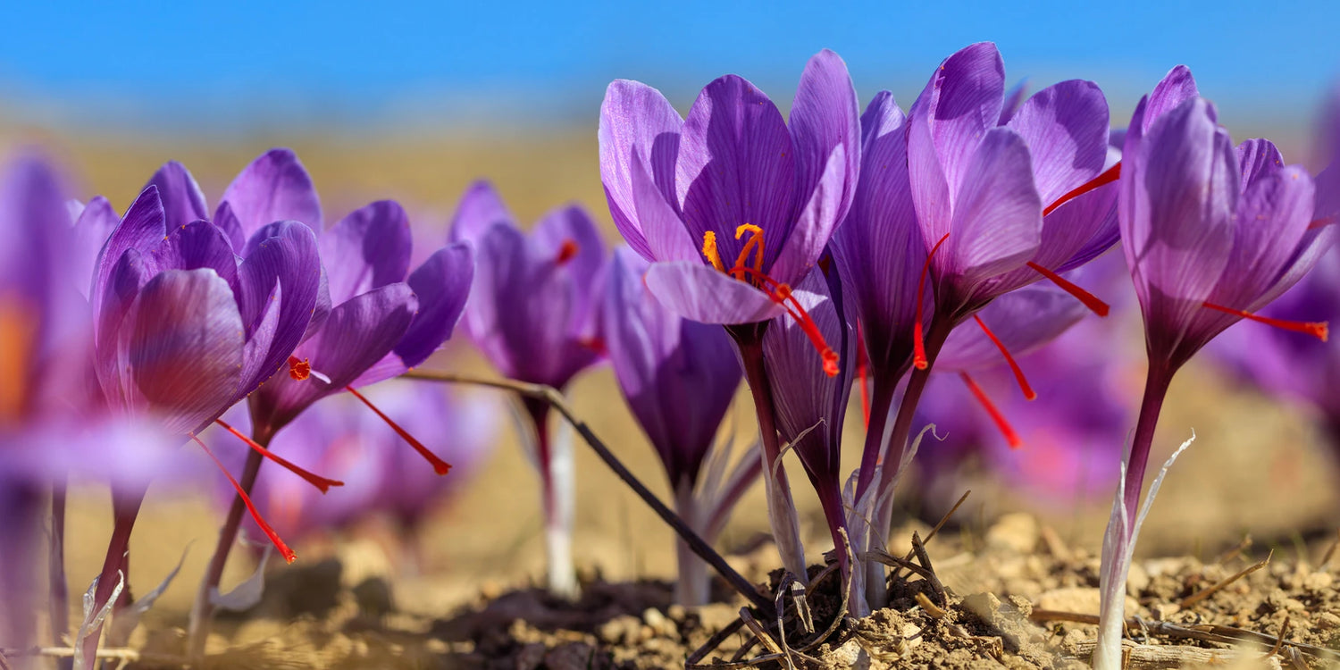 Le trésor du jardin: Crocus Safran
